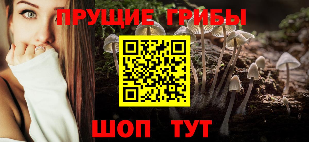Псилоцибиновые грибы Psilocybe  Лесозаводск 